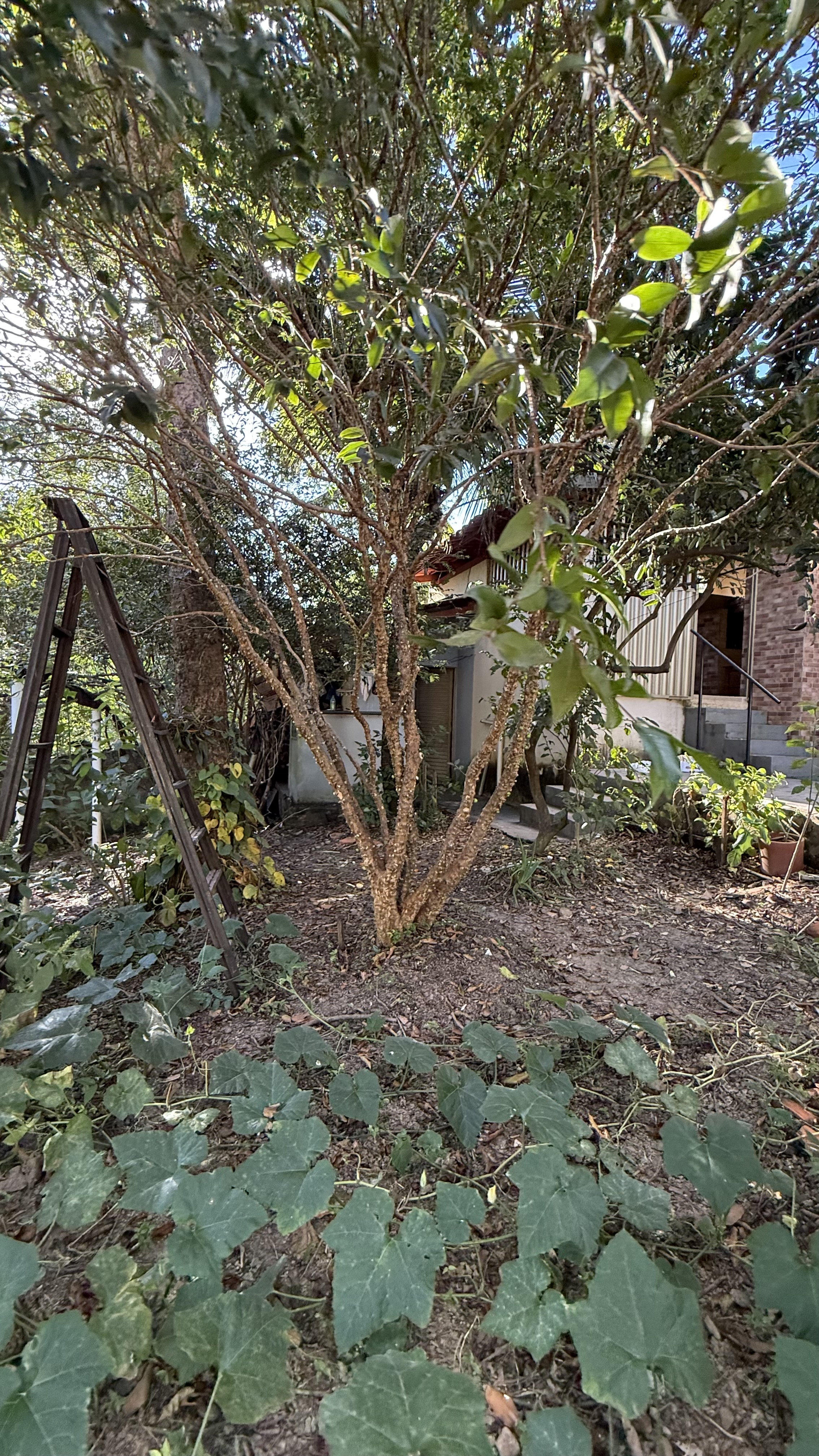 OPORTUNIDADE RARÍSSIMA ÀS MARGENS DO LAGO CORUMBÁ 🌿 - foto 36