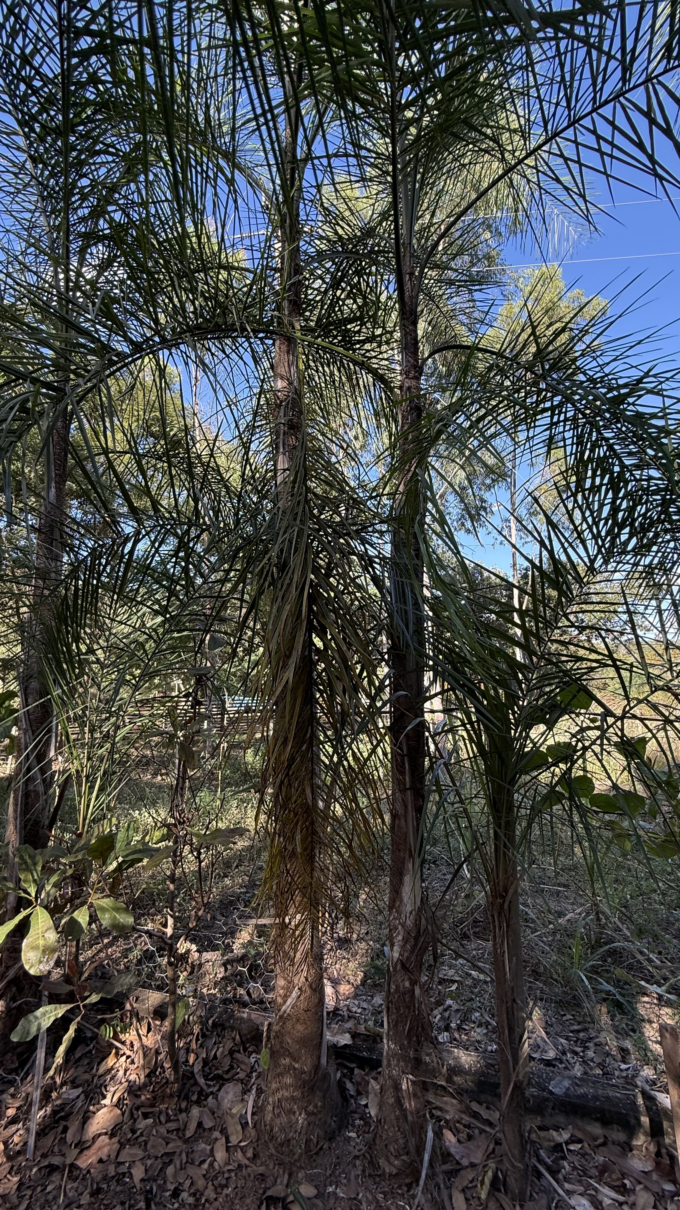 OPORTUNIDADE RARÍSSIMA ÀS MARGENS DO LAGO CORUMBÁ 🌿 - foto 53
