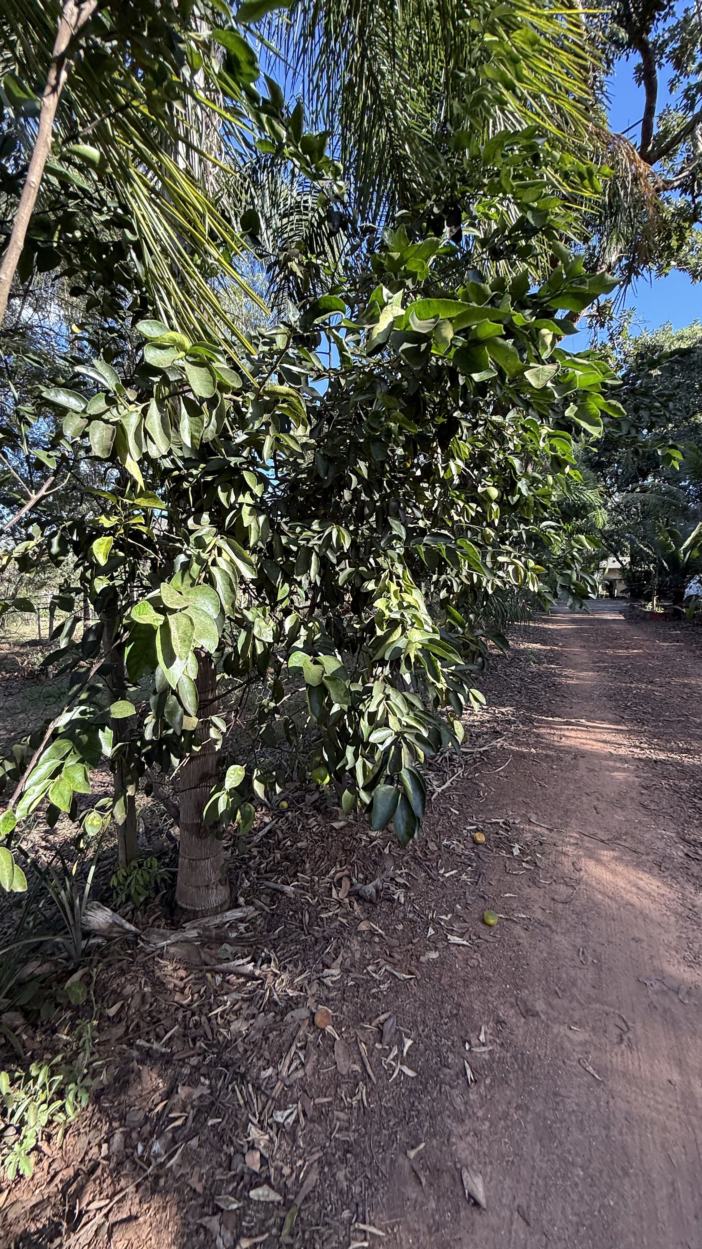 OPORTUNIDADE RARÍSSIMA ÀS MARGENS DO LAGO CORUMBÁ 🌿 - foto 58