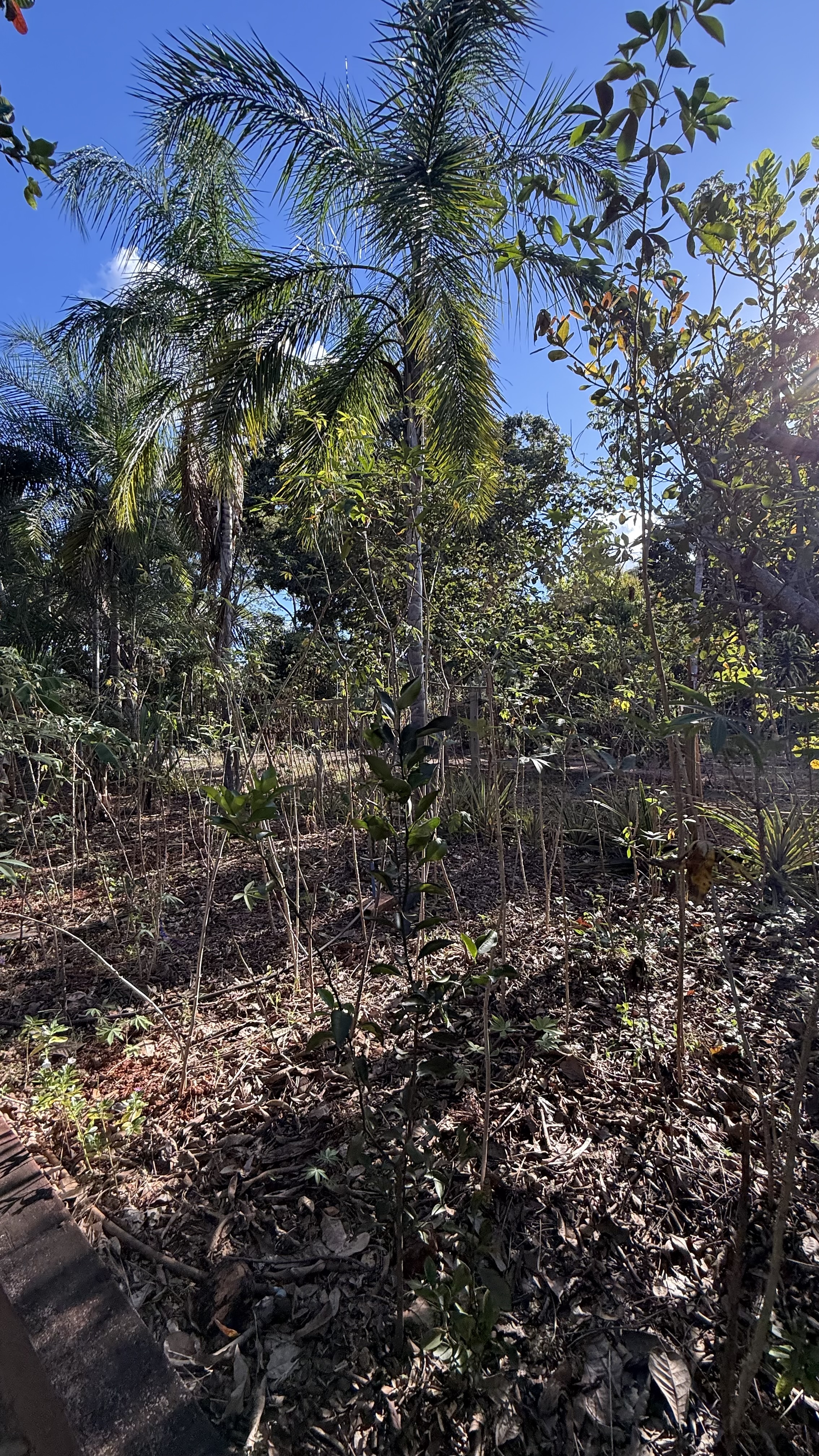 OPORTUNIDADE RARÍSSIMA ÀS MARGENS DO LAGO CORUMBÁ 🌿 - foto 59
