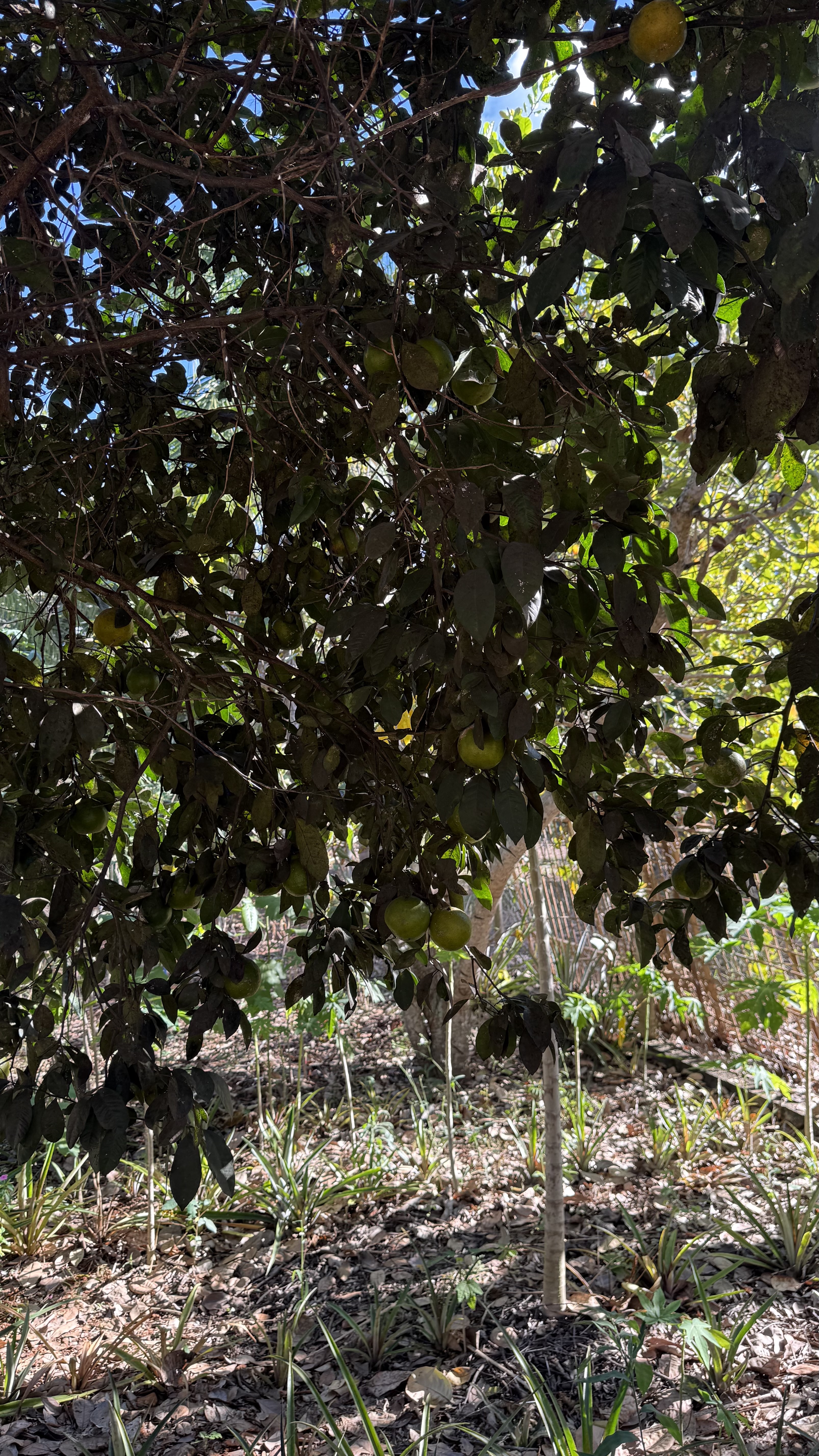 OPORTUNIDADE RARÍSSIMA ÀS MARGENS DO LAGO CORUMBÁ 🌿 - foto 62